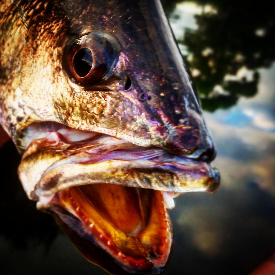 Swimerz Tungsten Barrel Sinkers Blue Seas Tackle Co